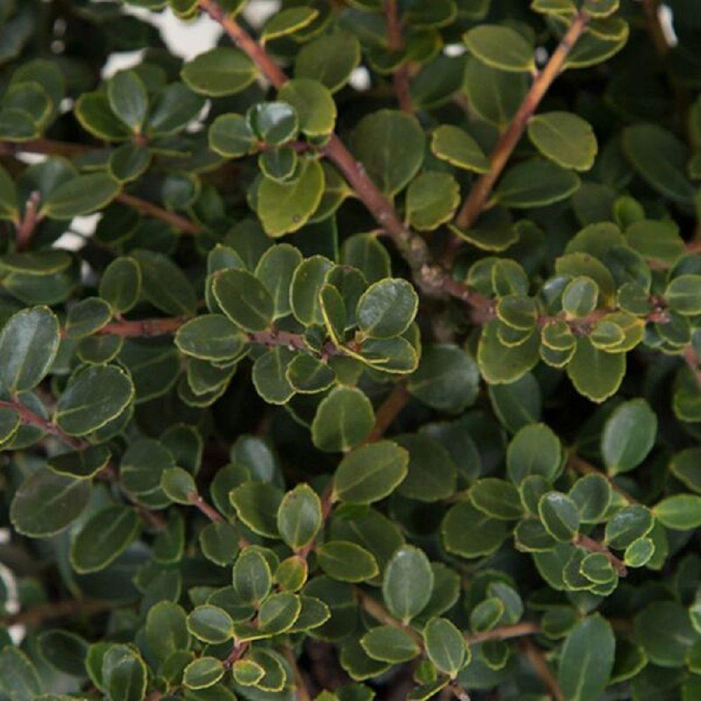 NonFlowering Shrub Shrubs Trees & Bushes The Home Depot