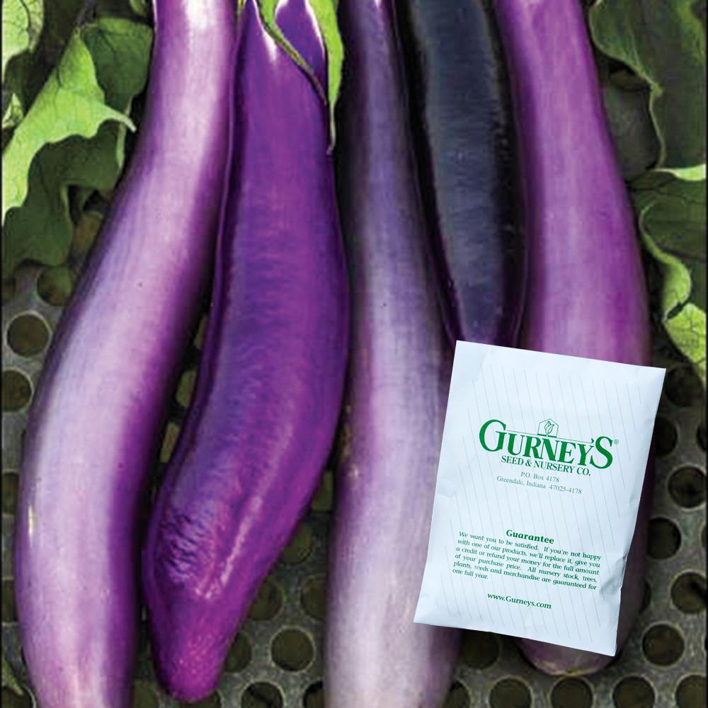 Gurney S Eggplant Ping Tung Long Vegetable Seeds 30 Seed Packet 87385