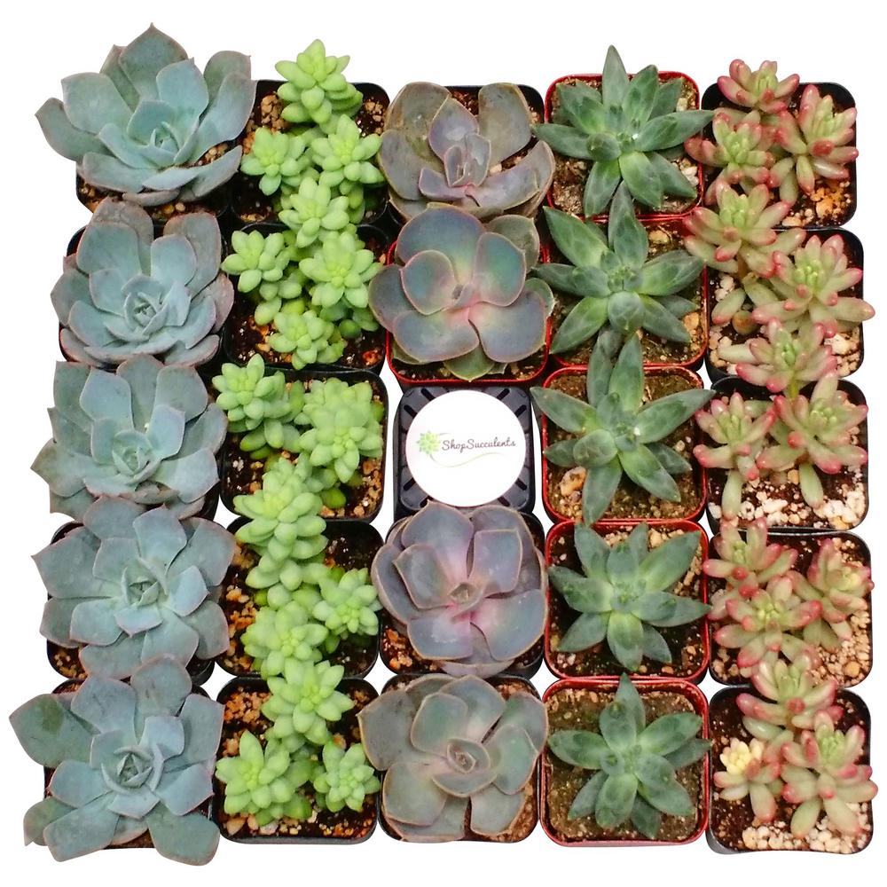 Succulents & Cactus Plants Garden Plants & Flowers The Home Depot