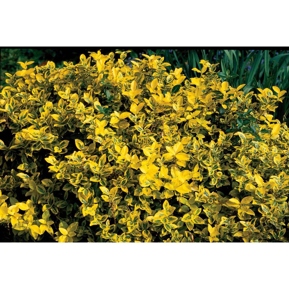 Shrubs - Trees & Bushes - The Home Depot