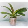 Orchids - Indoor Plants - The Home Depot