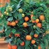 Fruit Trees & Plants - Edible Garden - The Home Depot