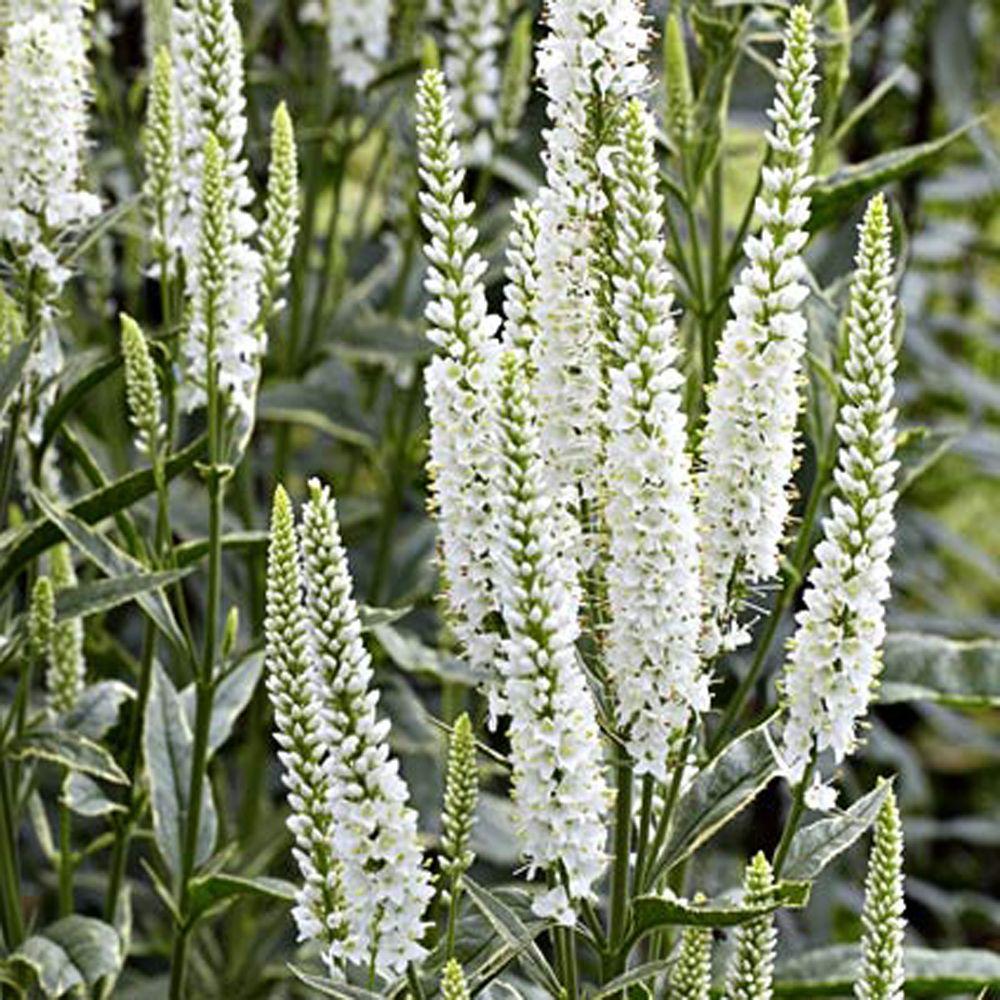 Veronica longifolia Speedwell растение