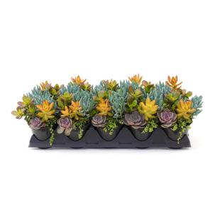 Succulent - Succulents - Garden Center - The Home Depot