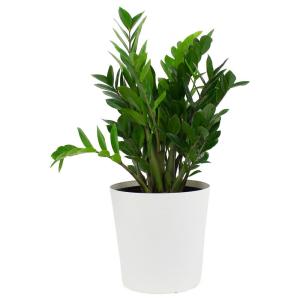 Air Purifying - Low Light - House Plants - Indoor Plants - The Home Depot