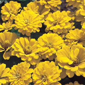 Yellow - Full Sun - Annuals - Plants & Garden Flowers - The Home Depot