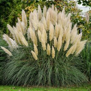 Ornamental Grasses - Plants & Garden Flowers - The Home Depot