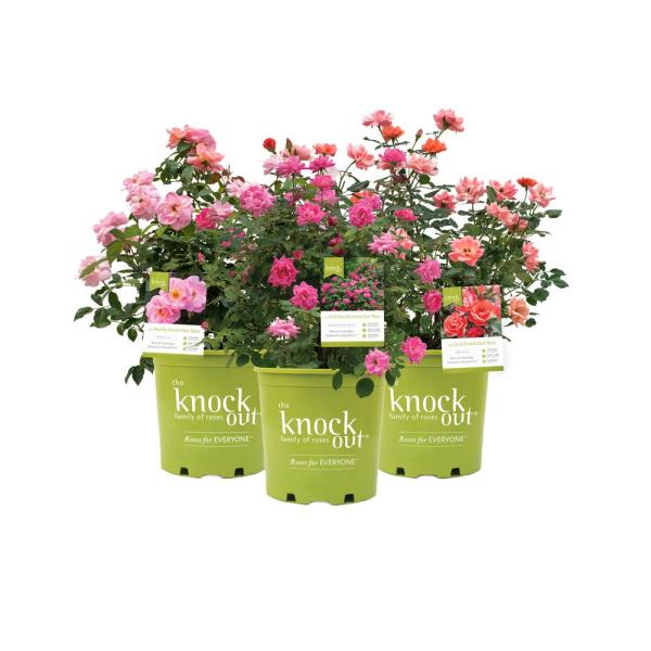 The Knock Out Family of Roses - Outdoors - The Home Depot