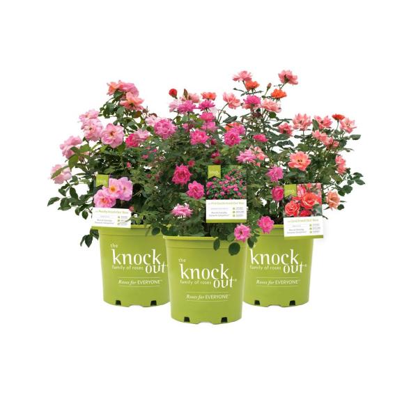 The Knock Out Family Of Roses - Outdoors - The Home Depot