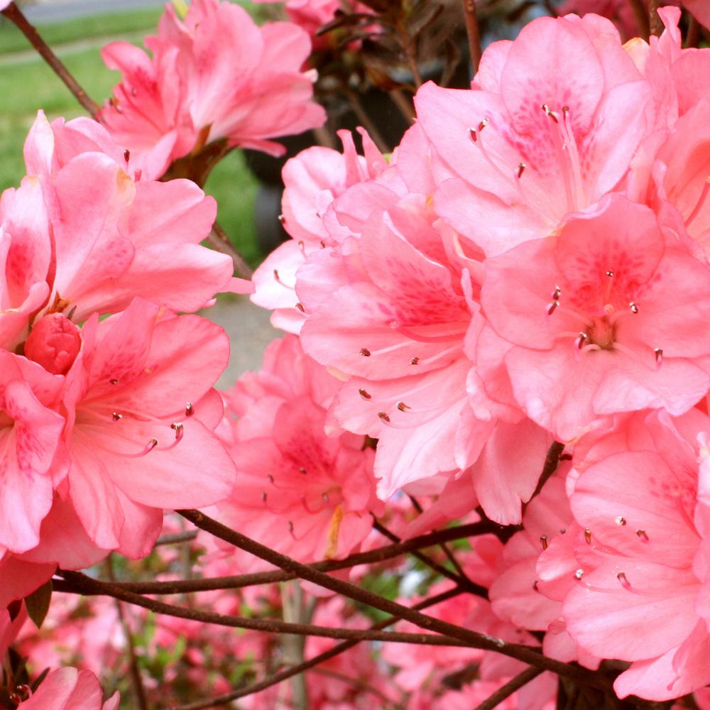 national PLANT NETWORK 2.25 Gal. Azalea Wakaebisu Flowering Shrub with Salmon Blooms-HD7031 ...