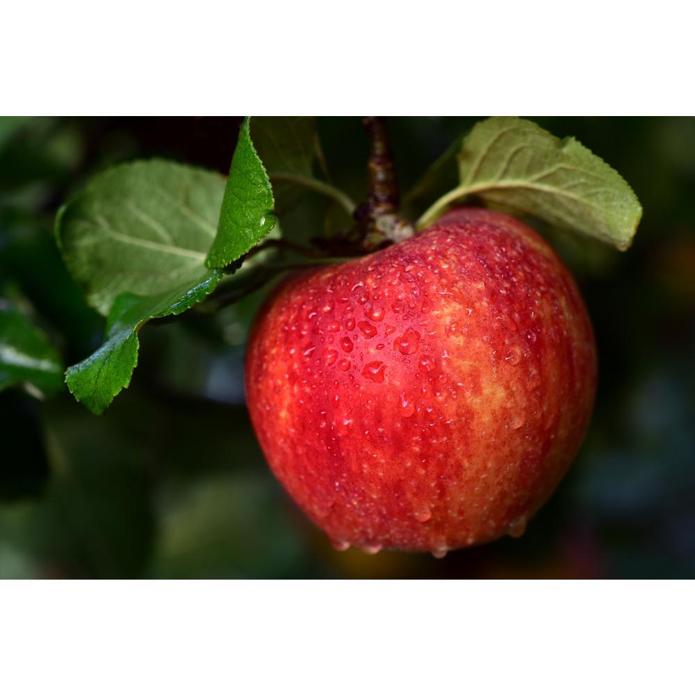 Plants, Seeds & Bulbs SHIP NOW 4FT GRAFTED HONEYCRISP APPLE TREE ALL