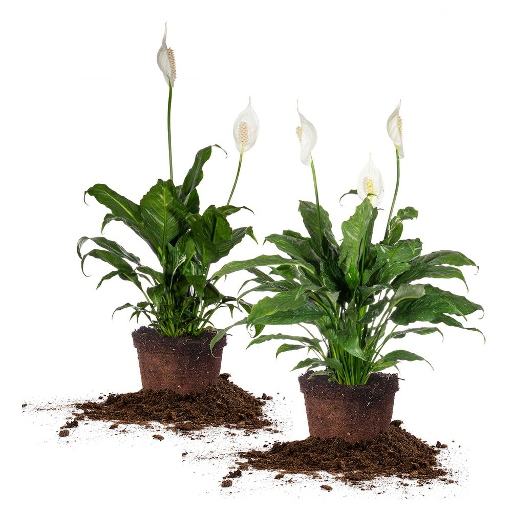 Peace Lily Plants Air Purifying and Filtering Grow Your Own Indoor House Plants Decorative Pot in Grey /& Black by Thompson and Morgan 1 x Spathiphyllum Torelli Plant in a 12cm Pot