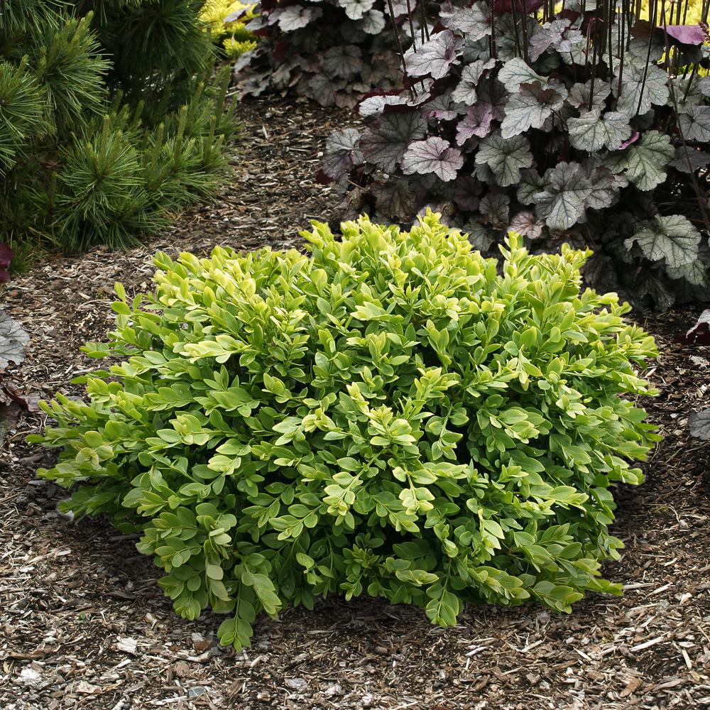 Spring Hill Nurseries Green Velvet Boxwood Buxus 250 Qt Live