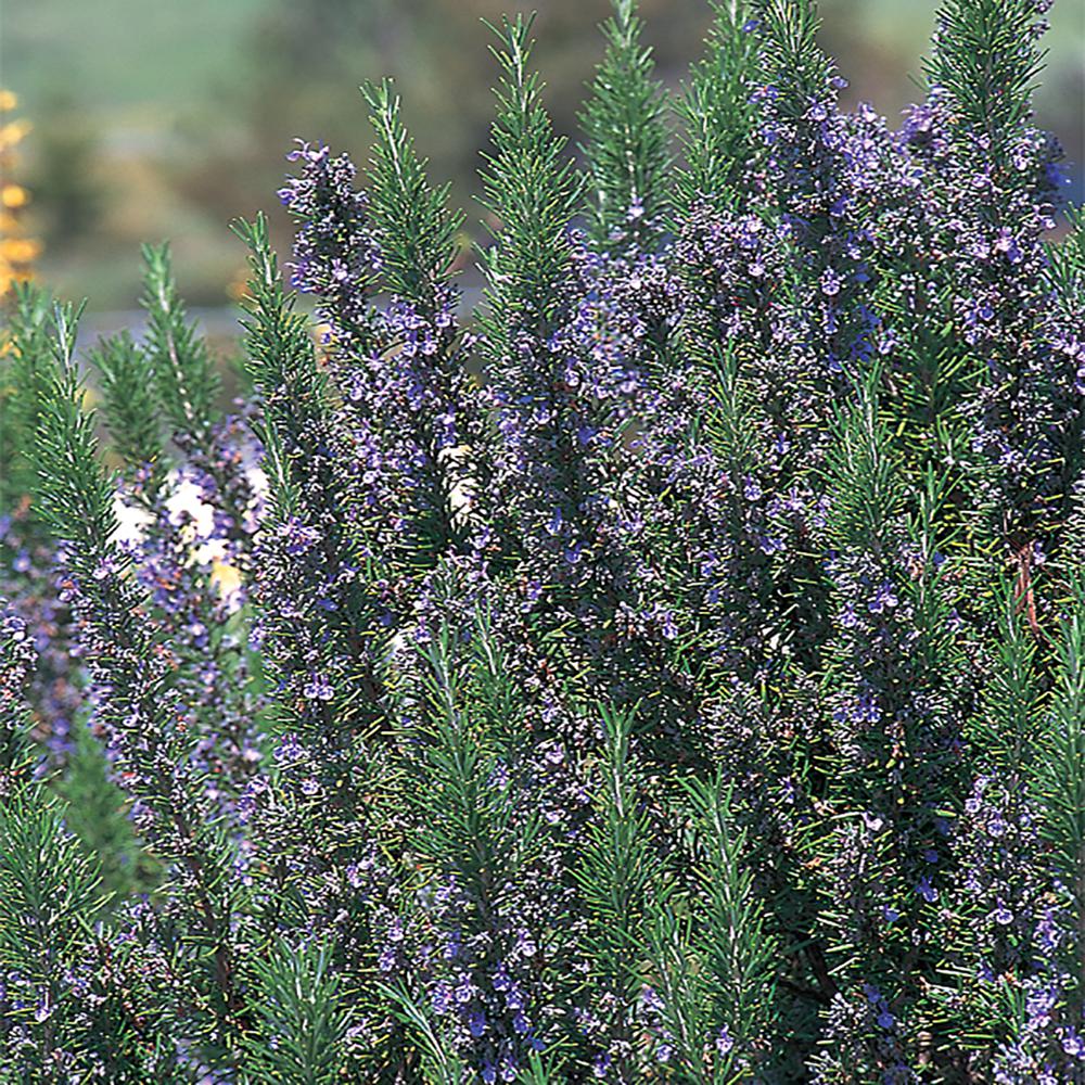 1 Gal. Blue Upright Rosemary Plant687 The Home Depot