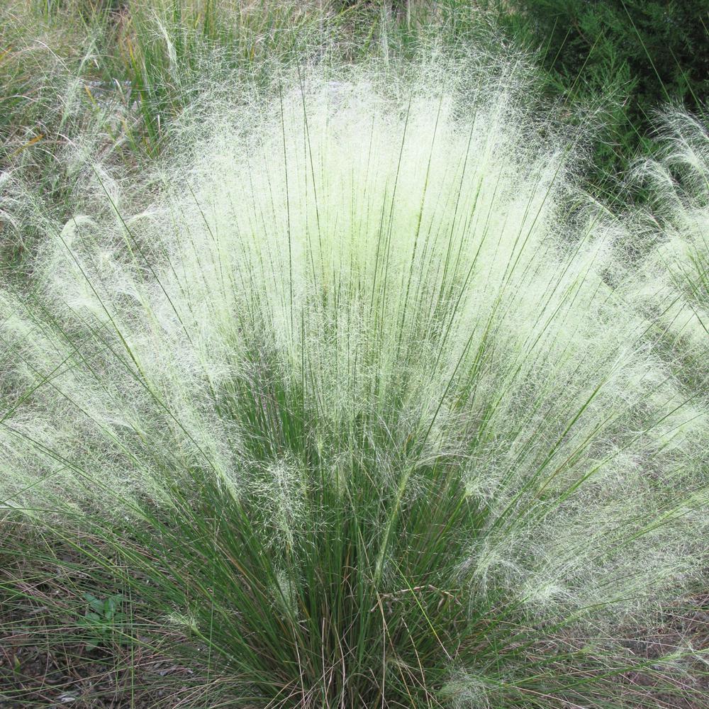 2.5 Qt. White Muhly Grass-HD1035 - The Home Depot