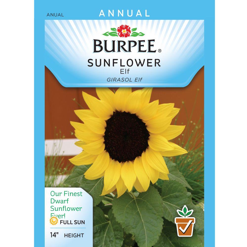 Burpee Elf Sunflower-31705 - The Home Depot