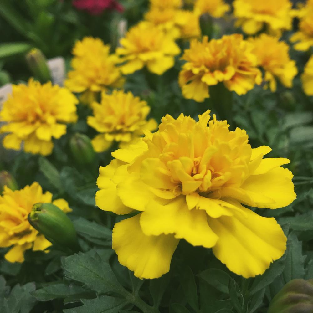 costa farms 1 pt. yellow marigold plant in grower's pot