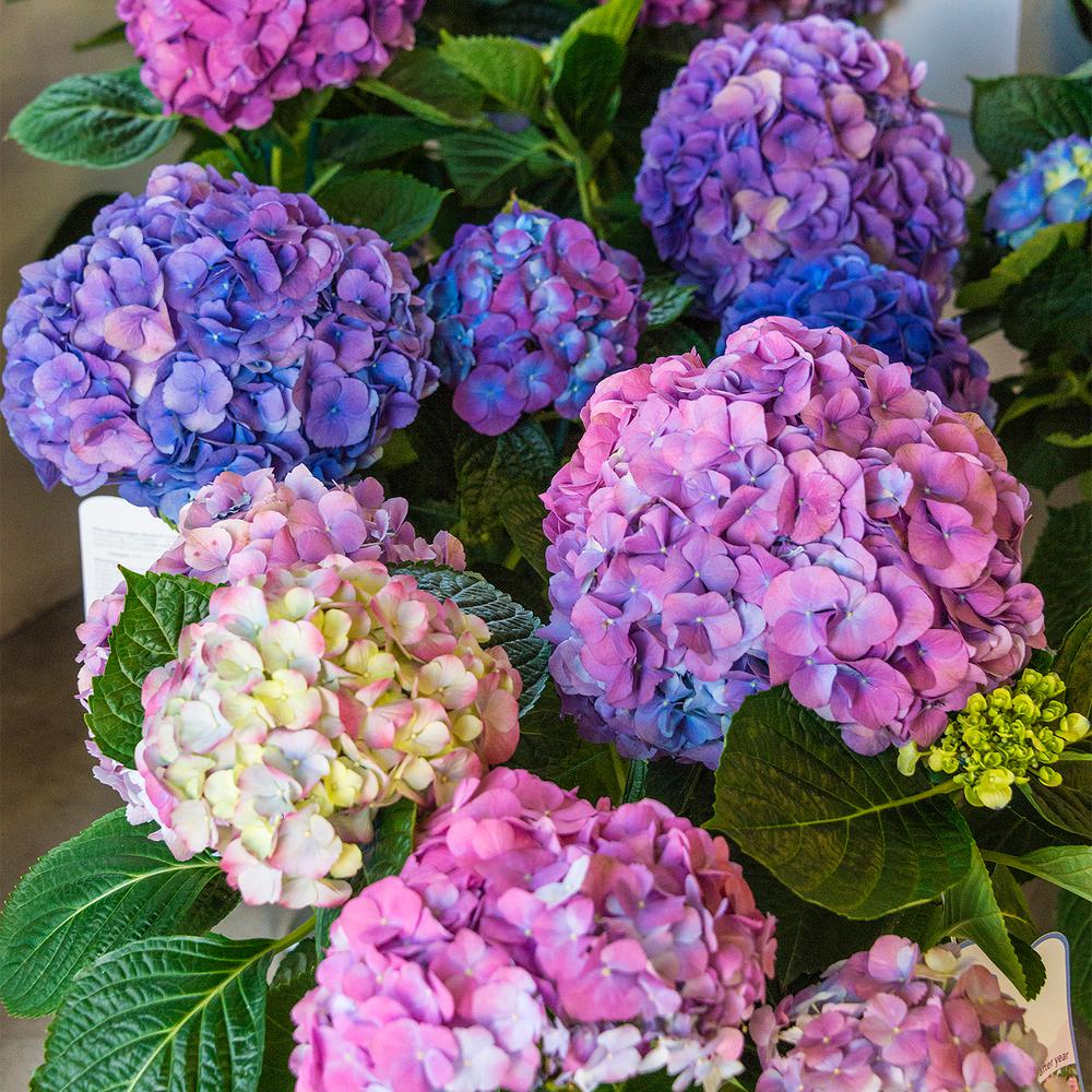 Hydrangea Garden Plants Flowers Center The Home Depot 4 In