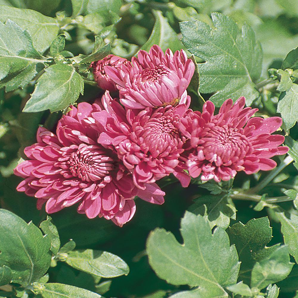 8 Purple Chrysanthemum Plant30449 The Home Depot