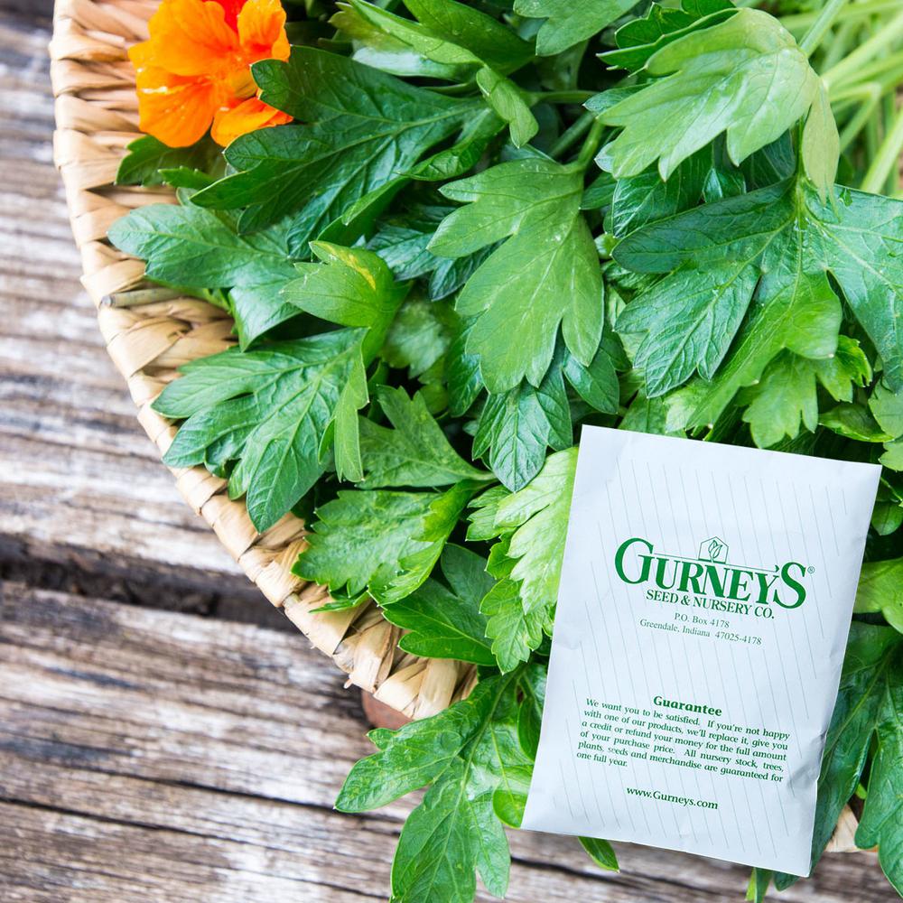 Gurney's Herb Italian Parsley (600 Seed Packet)14583 The Home Depot