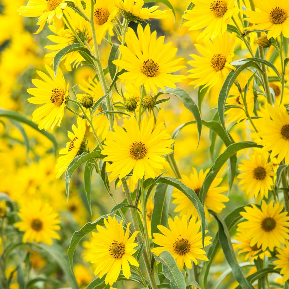 Spring Hill Nurseries Maximillian Sunflower (Helianthus