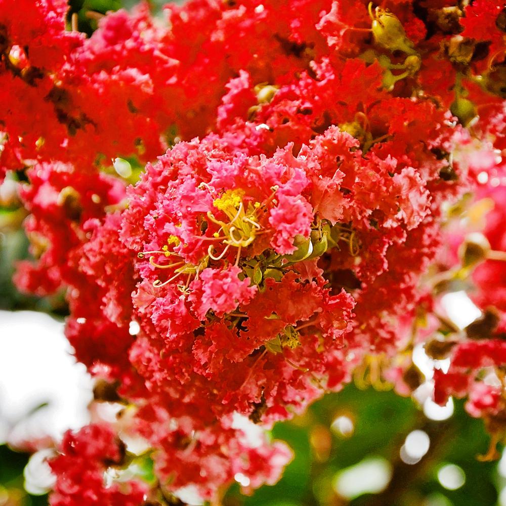 SOUTHERN LIVING 3 Gal. Southern Living Miss Frances Crape Myrtle Tree