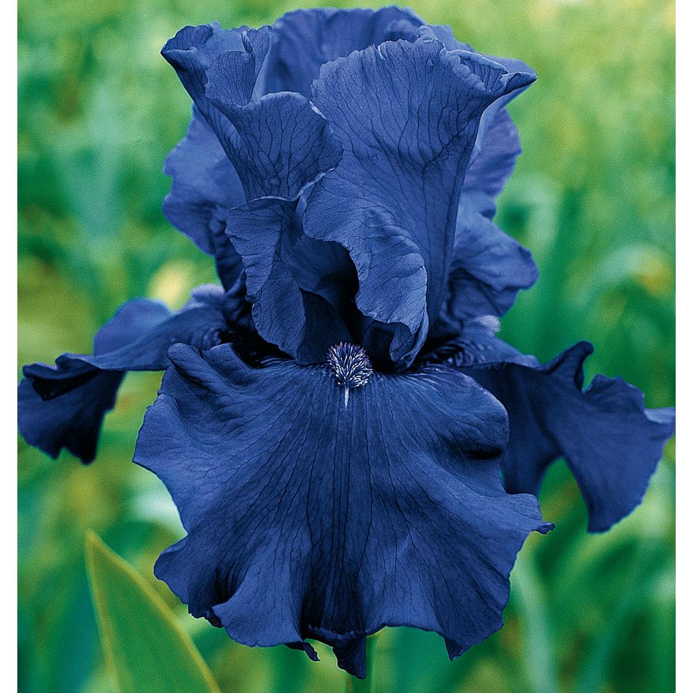 Breck's Blueberry Bliss Bearded Iris Vibrant Blue Flowers Live Bareroot ...