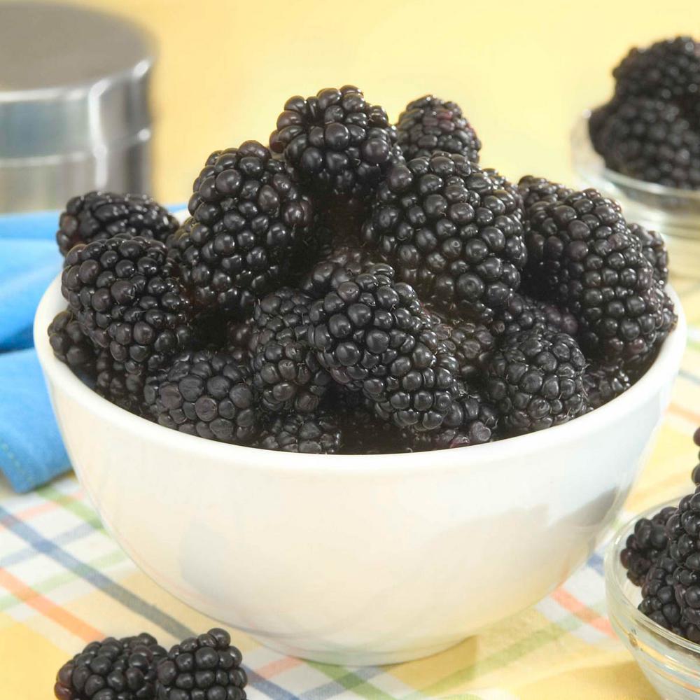 Gurney S Loch Ness Thornless Blackberry Rubus Live Fruiting Bareroot Loch Ness Thornless Blackberry Rubus Live Fruiting Bareroot Plant 1 Pack