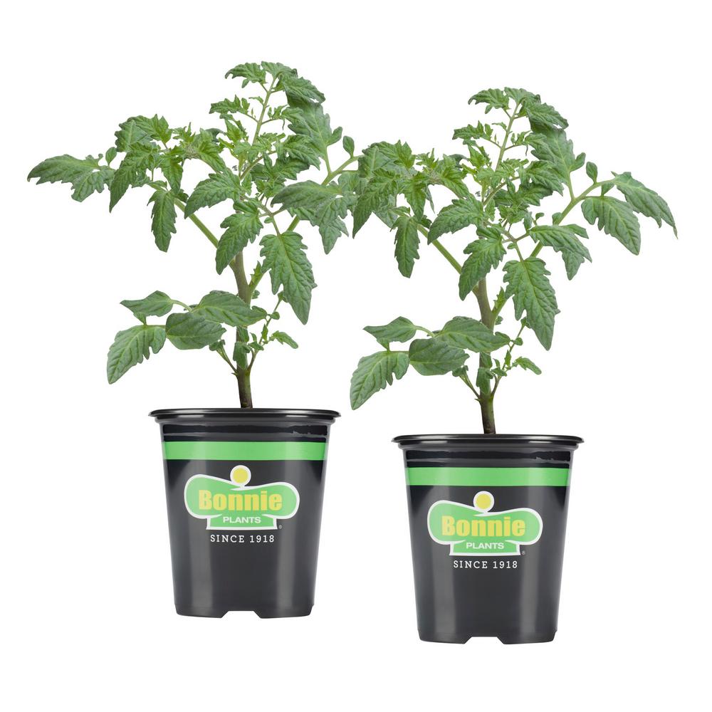 Bonnie Plants 19.3 oz. Bush Goliath Tomato (2Pack Live