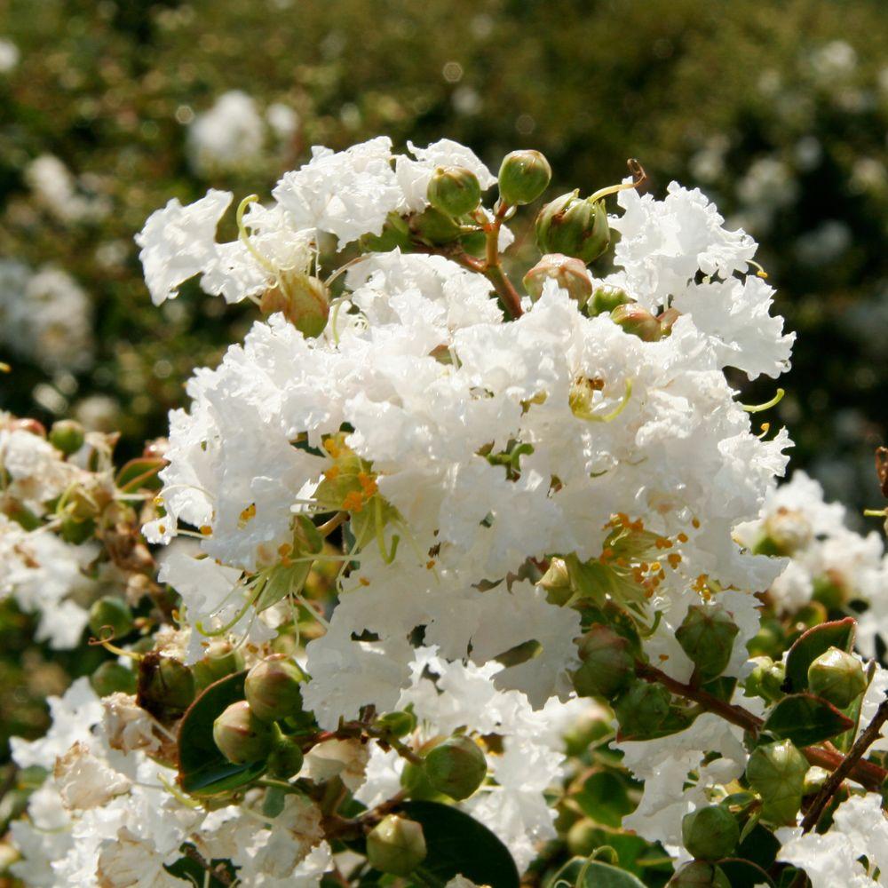 is crepe myrtle poisonous to dogs