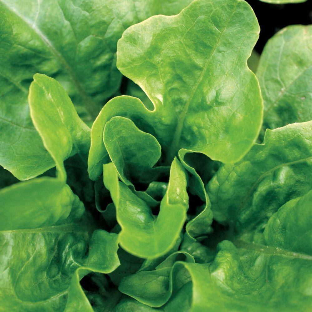 Seeds of Change Lettuce, Looseleaf, Emerald Oak Seeds04994 The Home Depot