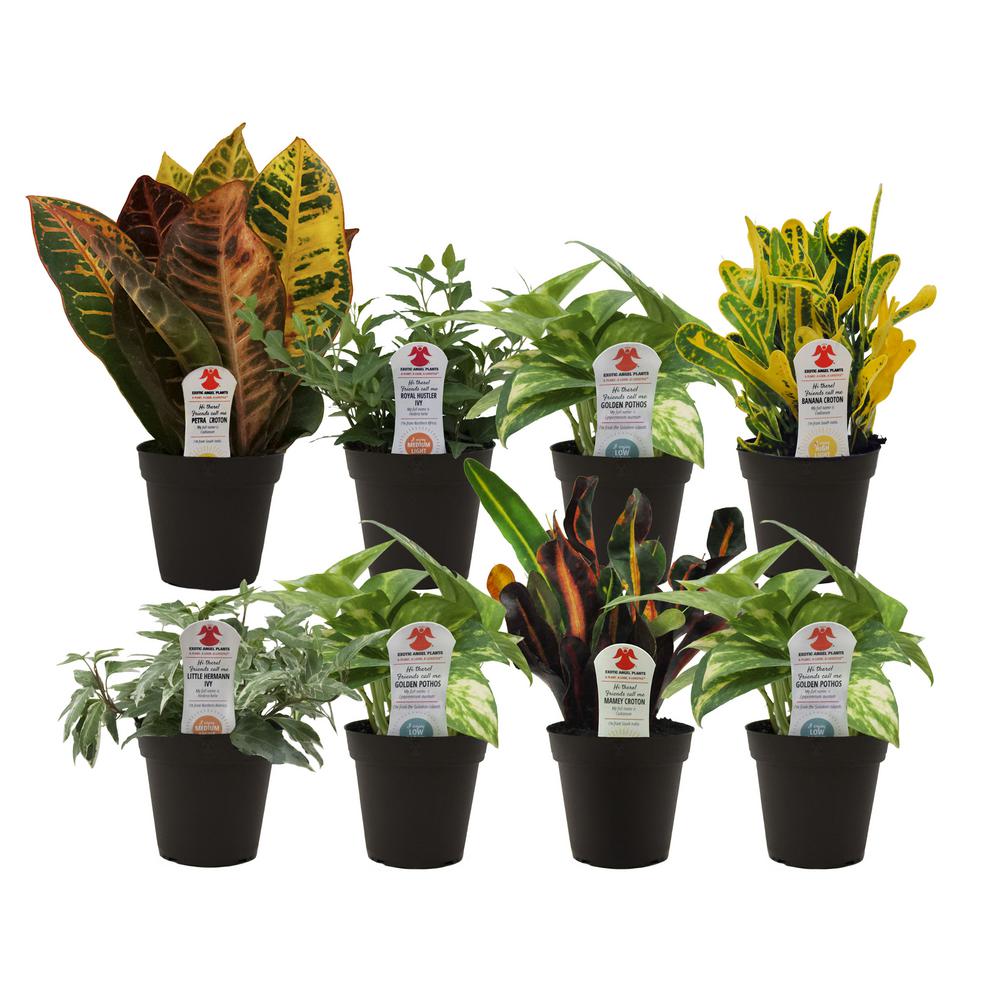 Exotic Angel Plants Indoor Plants Plants And Garden Flowers The Home Depot