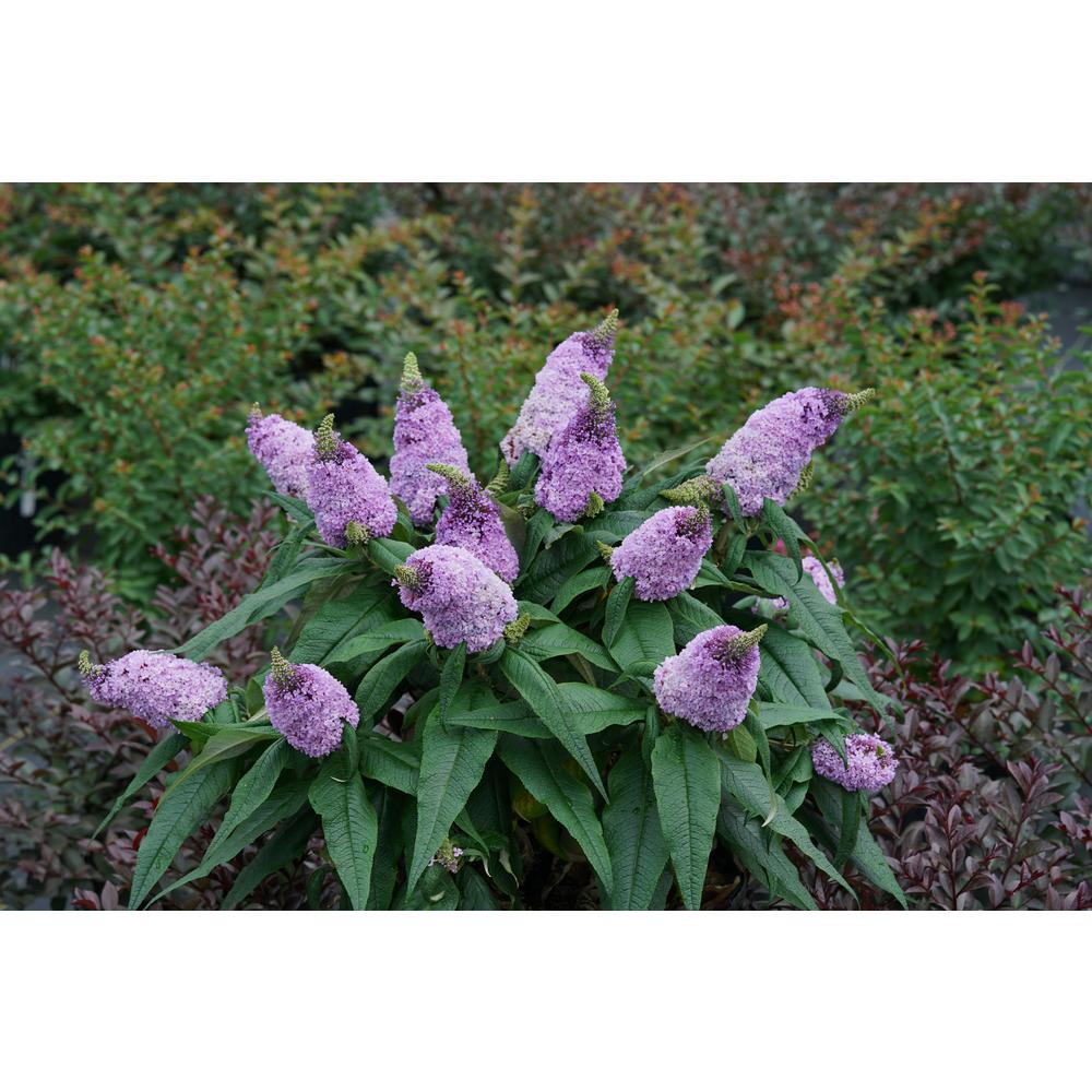 Proven Winners 4.5 in. Quart Pugster Amethyst Butterfly Bush (Buddleia