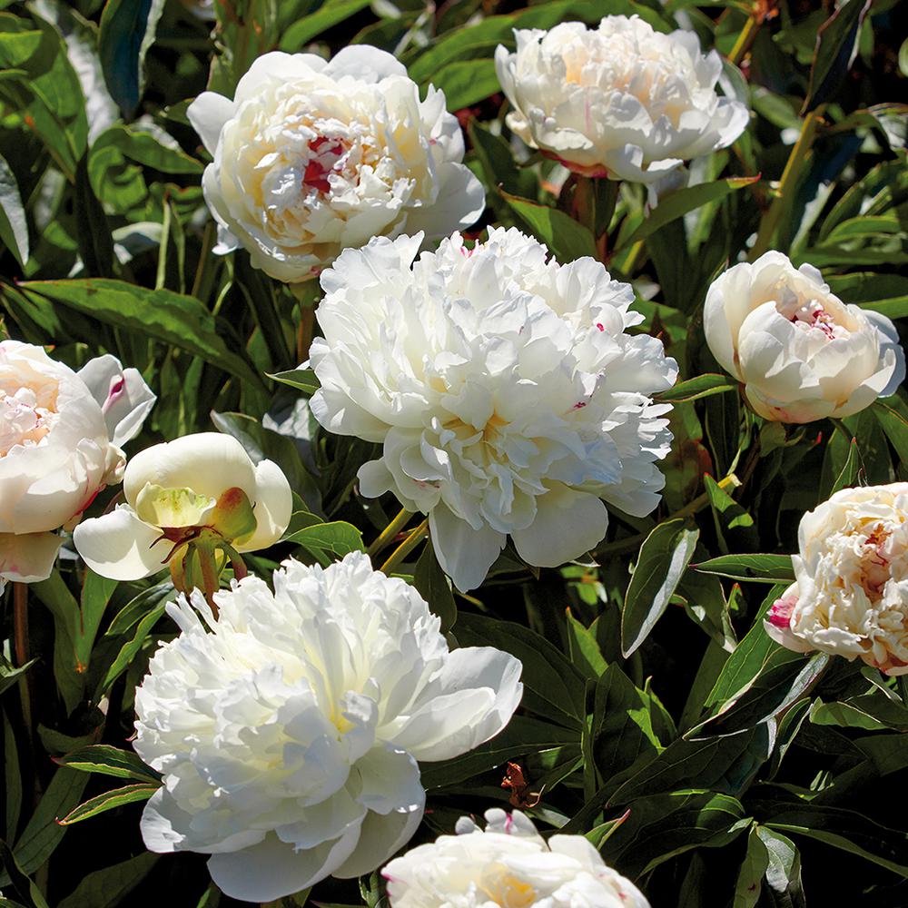 White Flower Bulbs Garden Plants Flowers The Home Depot Peonies Bulbs Festiva