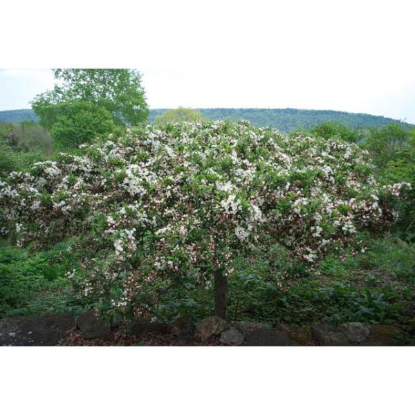 Online Orchards Spring Snow Flowering Crabapple Tree Bare Root Flca001 The Home Depot