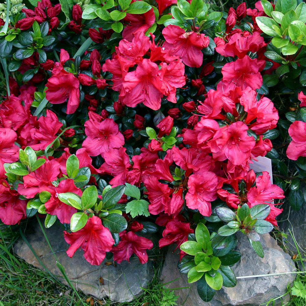 National Plant Network 2.25 Gal. Azalea Johanna Flowering