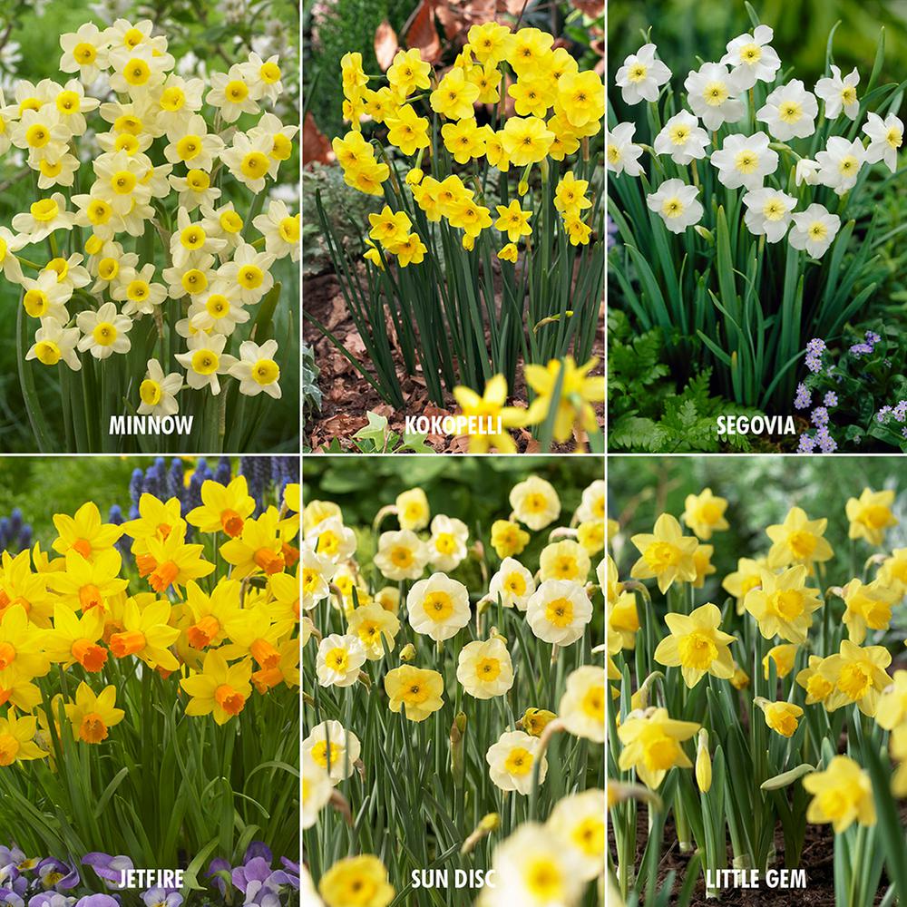 Van Zyverden Award Winning Perennial Deer Resistant Daffodil Blend (Set ...