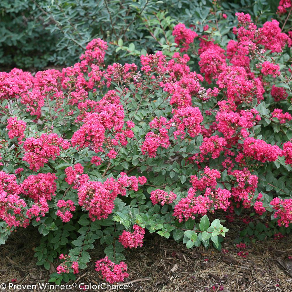 Proven Winners 3 Gal. Infinitini Magenta Crapemyrtle (Lagerstroemia