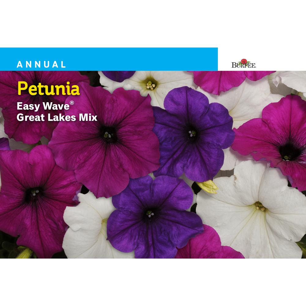 Flower Seeds Seeds & Accessories The Home Depot