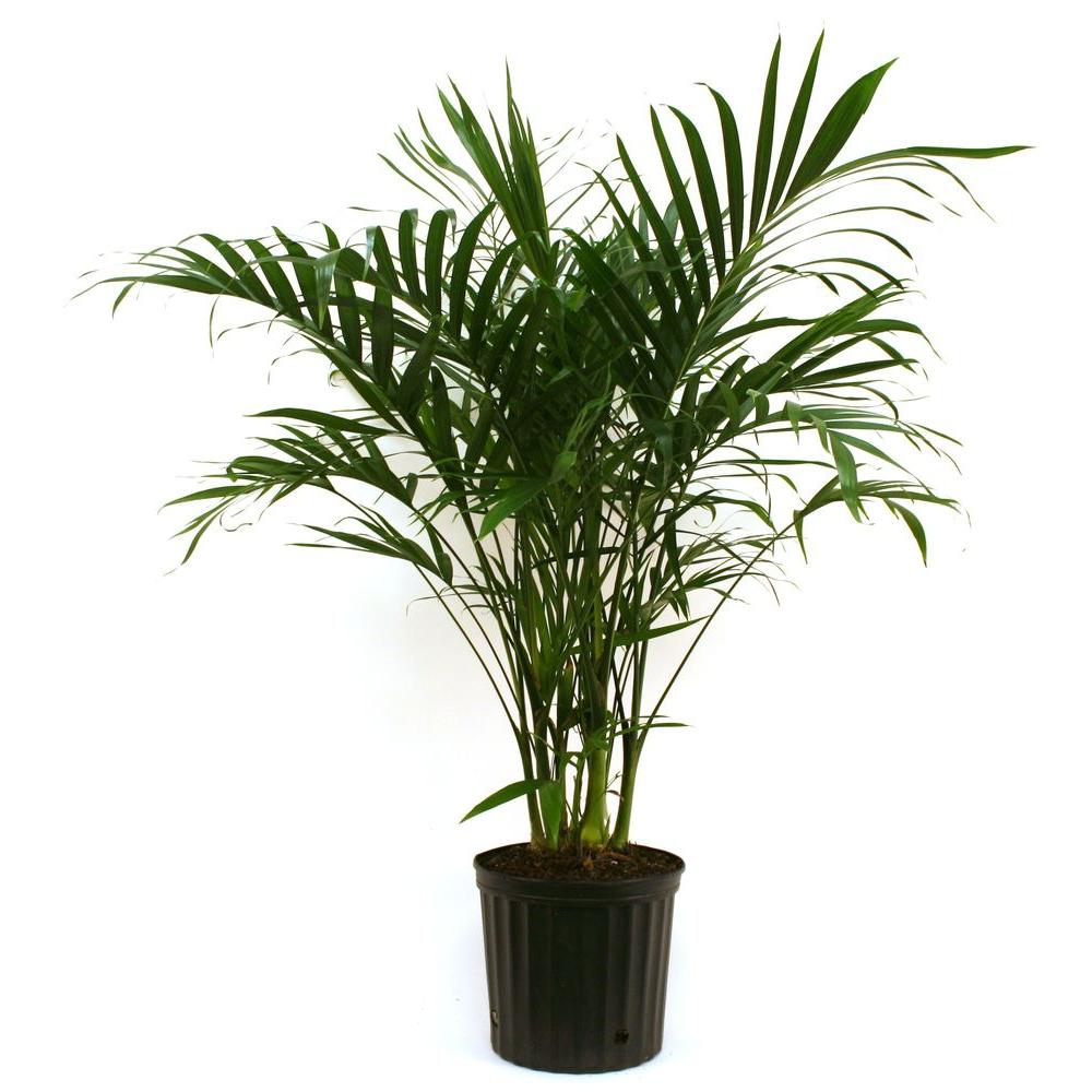 Costa Farms Cateracterum Palm  in 9 25 in Grower Pot 10CAT 