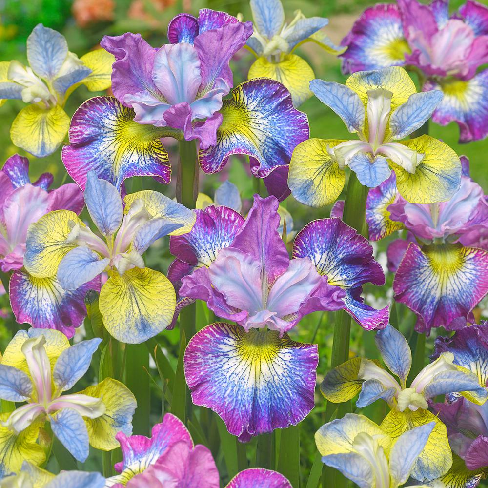 Iris Flower Bulbs Garden Plants Flowers The Home Depot New And Exclusive Iris Siberica How Audacious Roots 5 Set