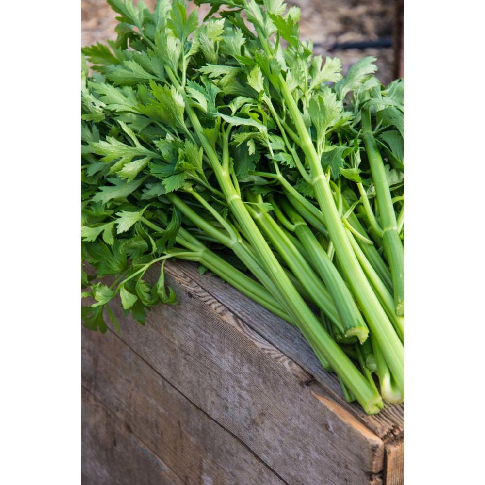 Gurney's Celery Titus Hybrid (100 Seed Packet)79856 The Home Depot