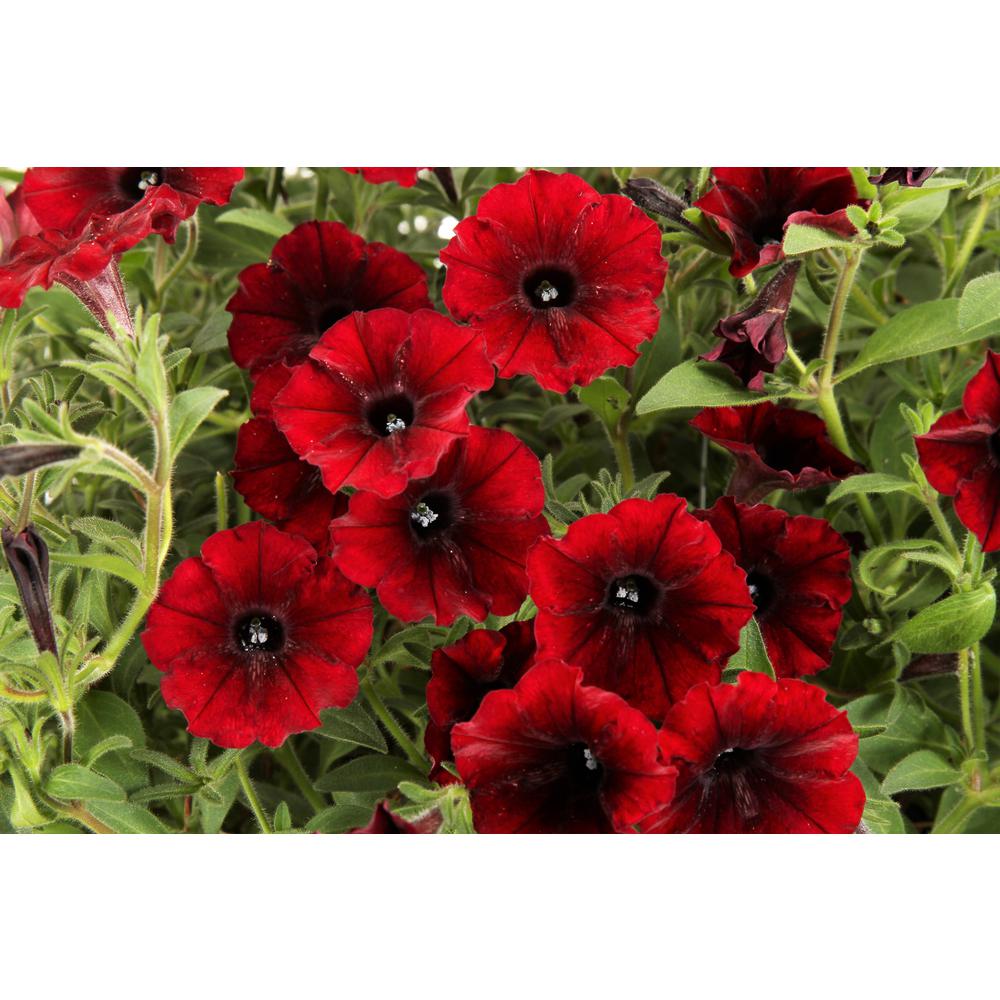 Proven Winners 4.25 in. Supertunia Black Cherry (Petunia ...