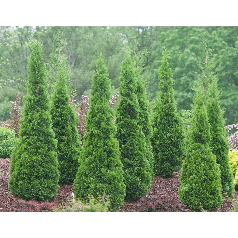 Thuja western - evergreen garden bush 99 Thuja western - evergreen garden bush 80