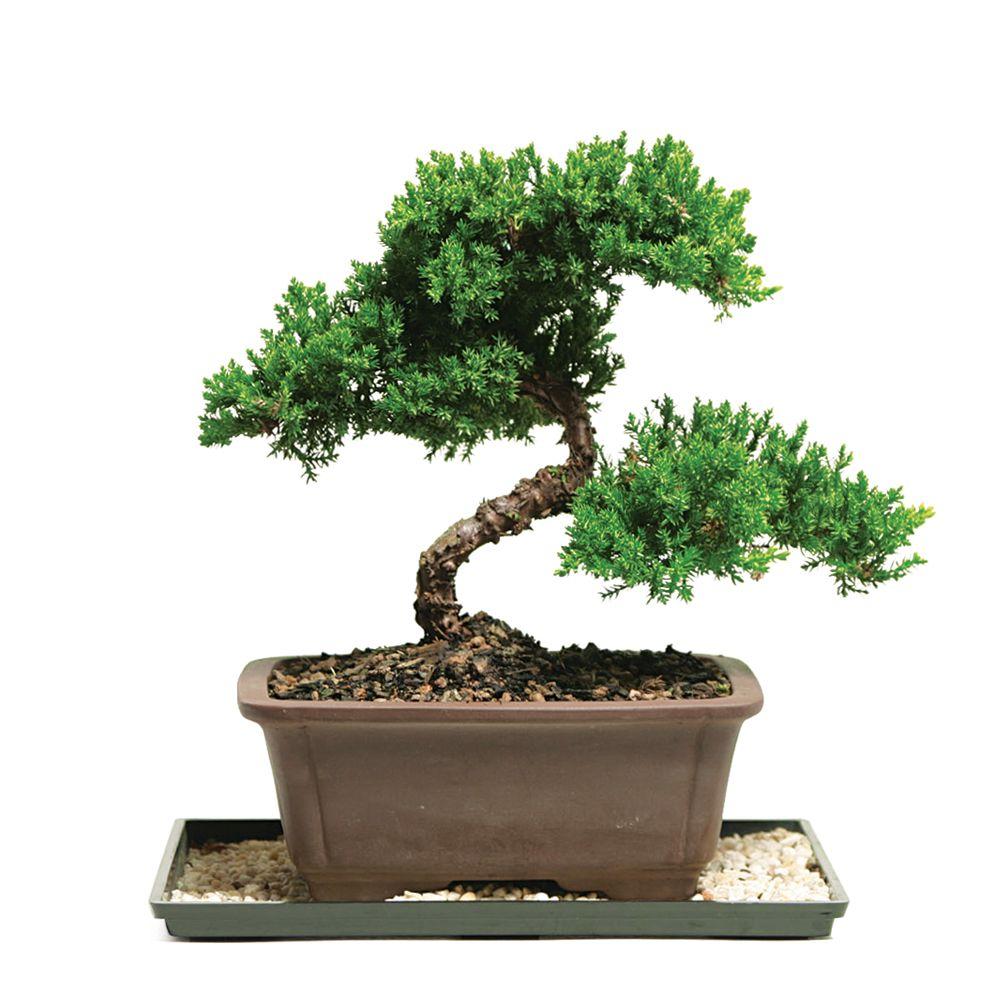 Ð ÐµÐ·ÑƒÐ»Ñ‚Ð°Ñ‚ ÑÐ»Ð¸ÐºÐ° Ð·Ð° bonsai