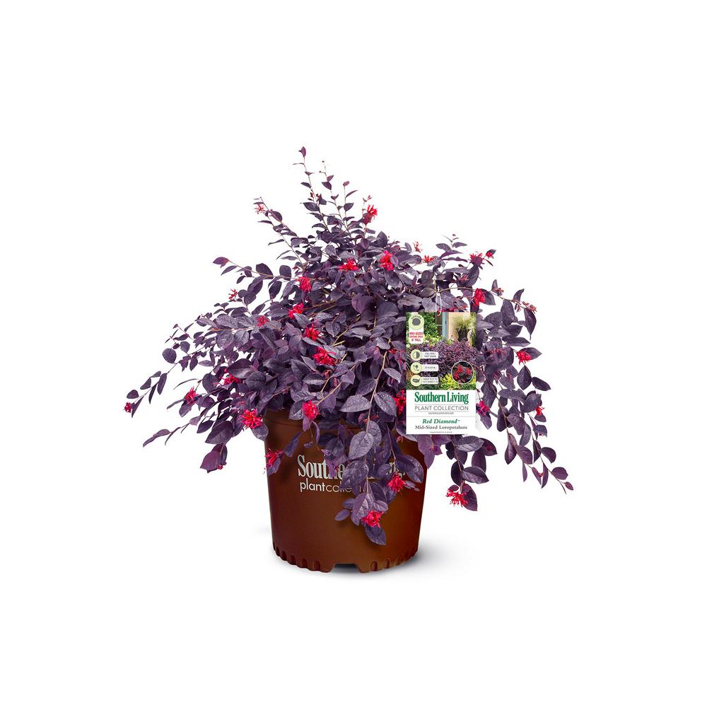 is loropetalum poisonous to dogs