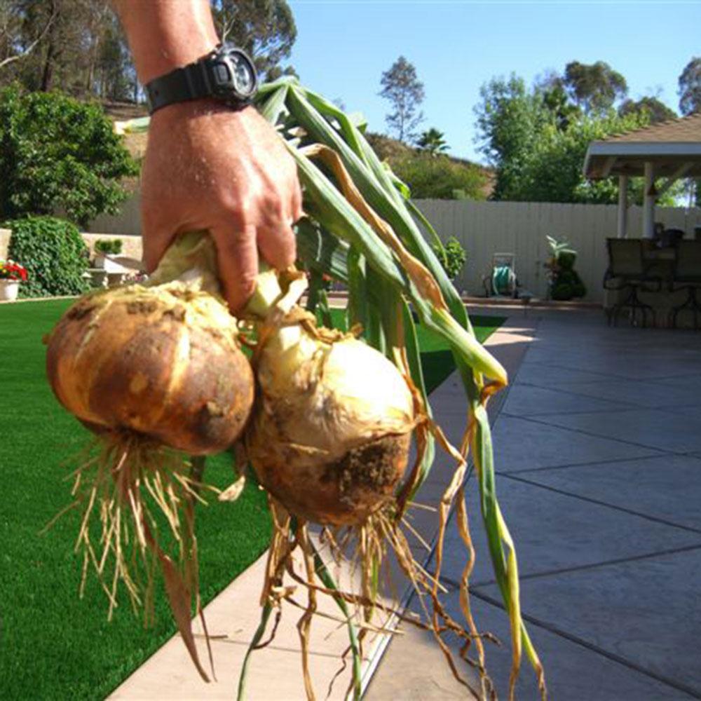 Bonnie Plants 801 OnionsSuper Sweet 1015Y Pack4112 The Home Depot