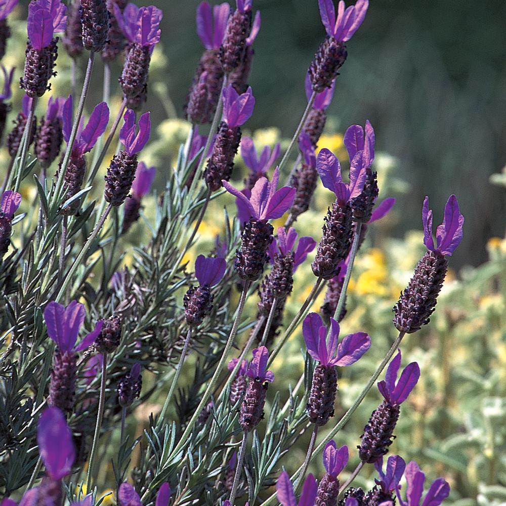 Vigoro 4 In Purple Spanish Lavender Plant 41024 The Home Depot