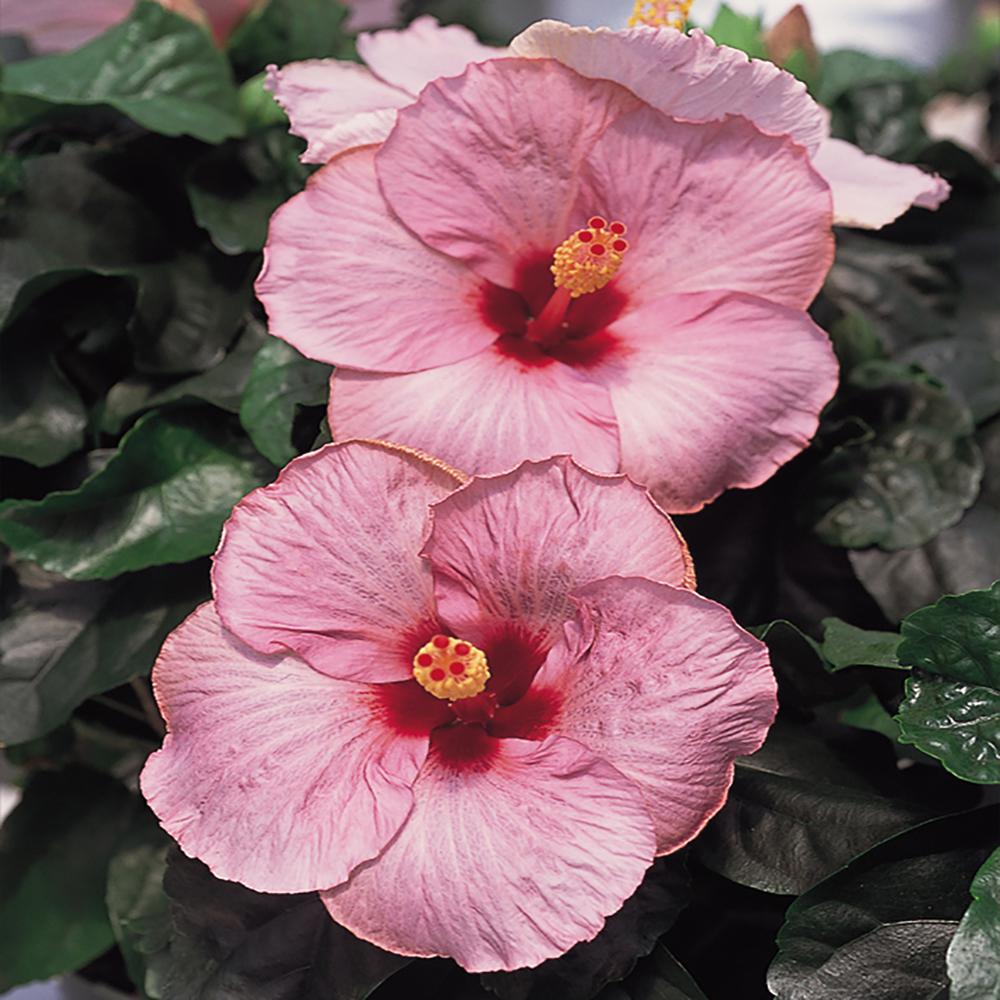 Costa Farms 2.5 Qt. Hibiscus Shrub with Pink Flowers2.50QTHIBPINASR