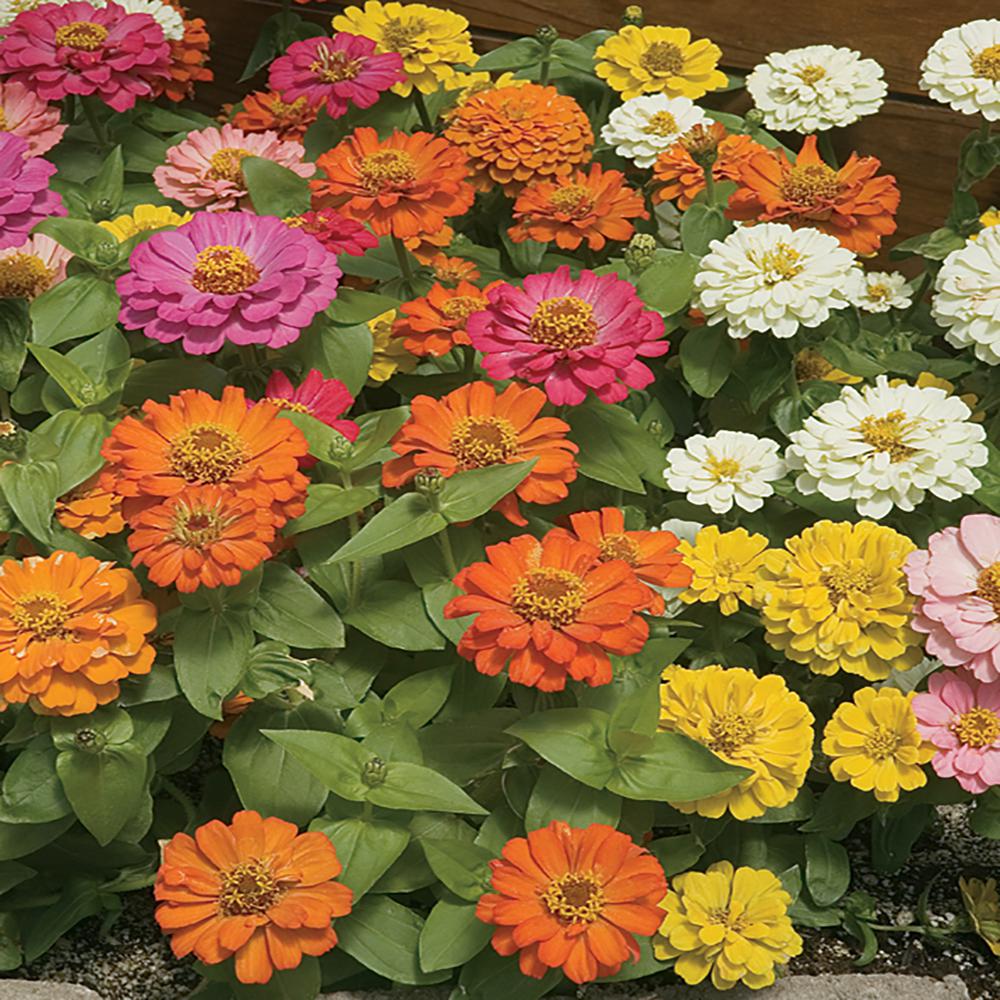 6 in. Mixed Zinnia Plant996 The Home Depot